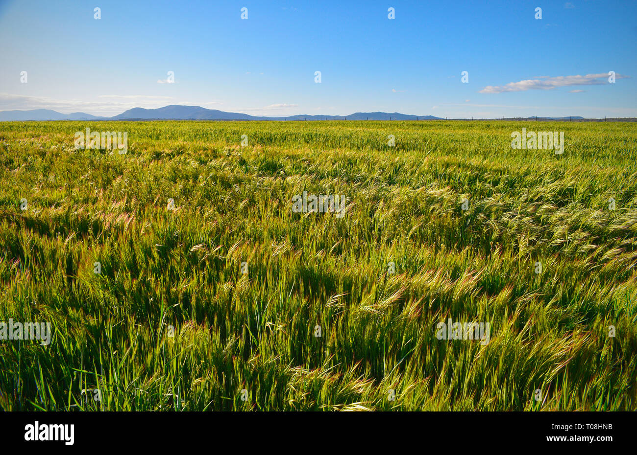 Foto zeigt einen ruhigen und entspannenden mediterranen Auenlandschaft Szene mit kleinen Bergen im Hintergrund und einem blauen Himmel. Stockfoto