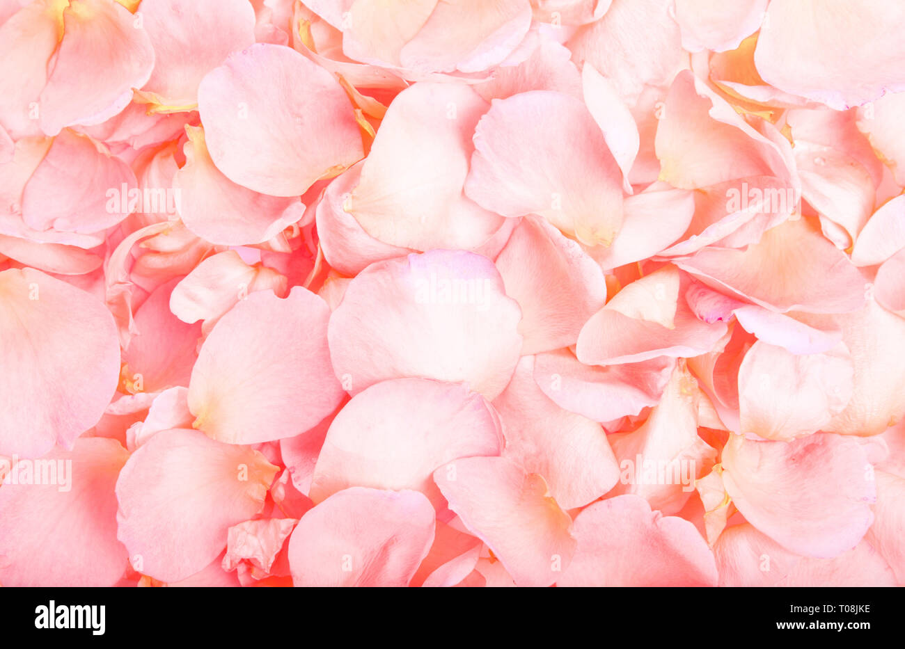 Rosa Rosenblättern. Valentinstag Hintergrund. Flach, Ansicht von oben Stockfoto