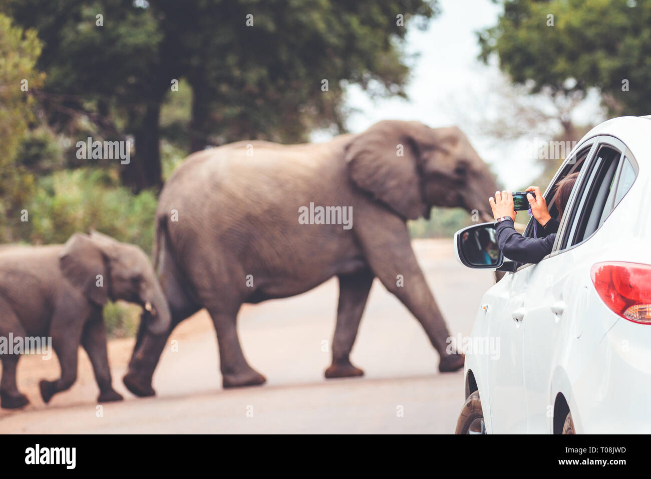 Ein Elefant Überqueren einer Straße, während ein Tourist ist das Aufnehmen von Fotos Stockfoto