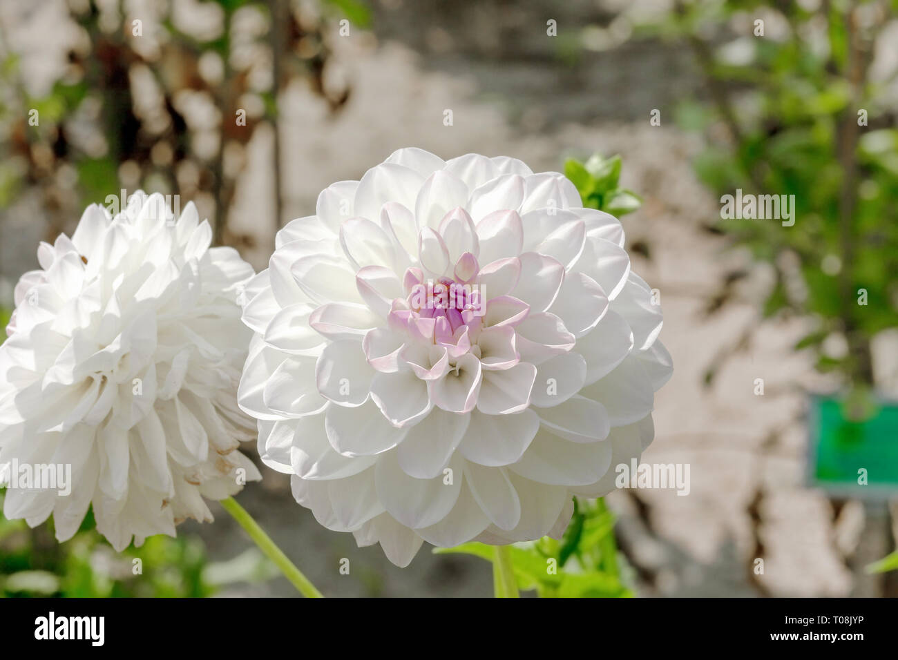 Weiße Riese ball Dahlie Boom Boom Blume im Sommer Garten wachsenden Stockfoto