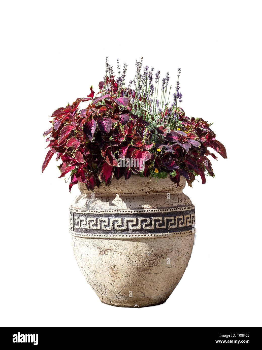 Große alte Keramik Vase mit verschiedenen Blumen, Vintage Style. Große Kanne mit roten coleus Anlage Strauch- und lila Lavendel. Griechische Amphore mit wachsenden Flor Stockfoto