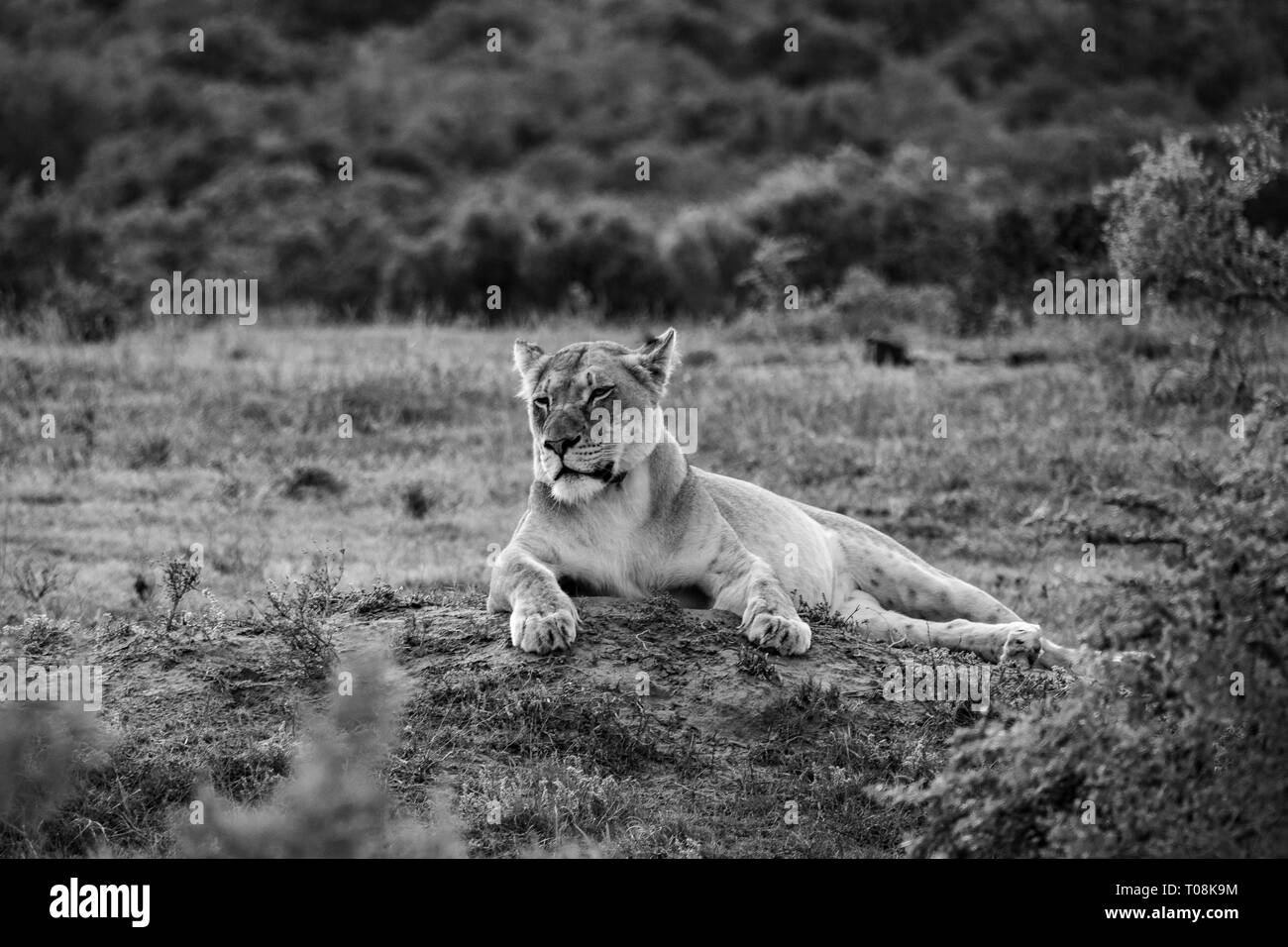 Afrikanischen weiblichen Löwen Stockfoto