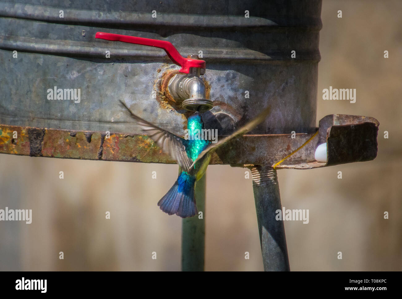 Kolibri, der aus einem Wasserhahn trinkt, Eritrea Stockfoto