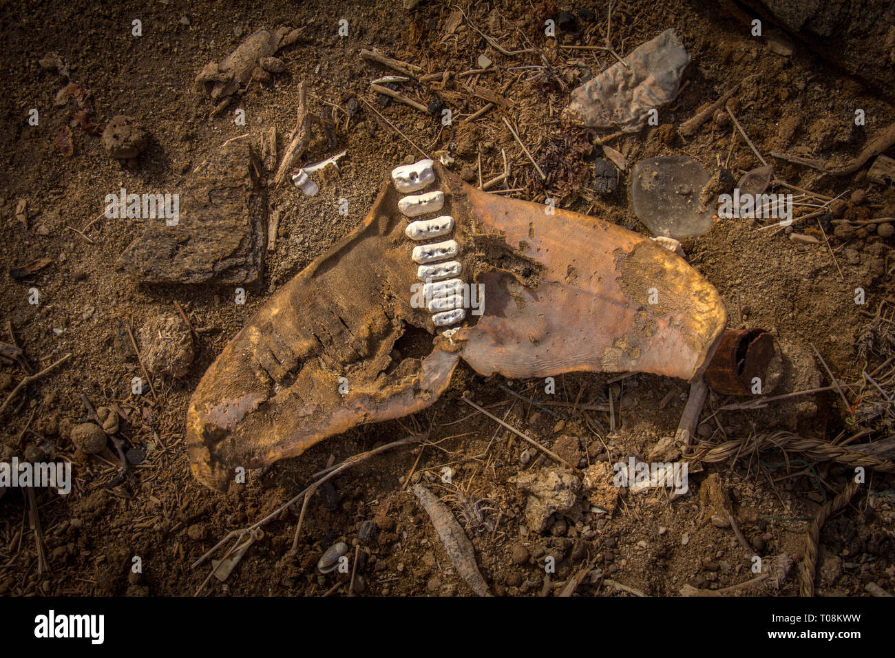 Delfinschwanz-Skelett, Strand, Dahlak-Inseln, Eritrea Stockfoto
