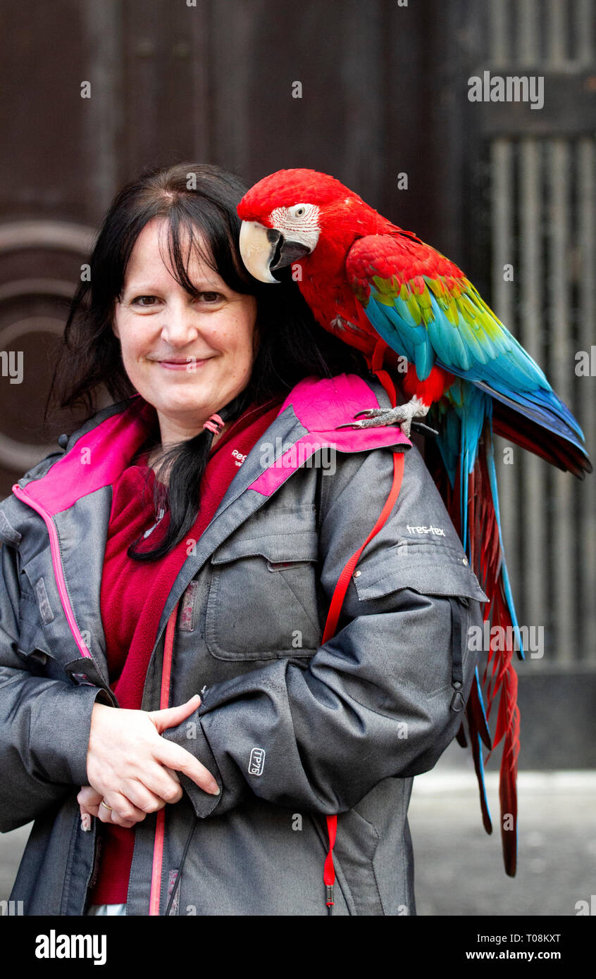 Eine Frau, die zu Fuß über das Stadtzentrum mit einem echten Papagei auf der Schulter hält Ihr Foto in Dundee, Großbritannien genommen zu haben Stockfoto