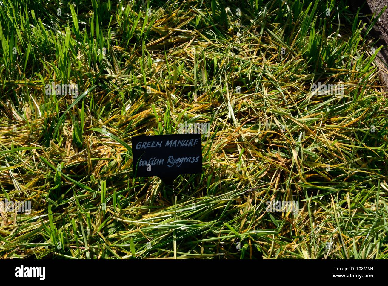 Gründüngung italienische ryegrassLolium multiflorum Stockfoto