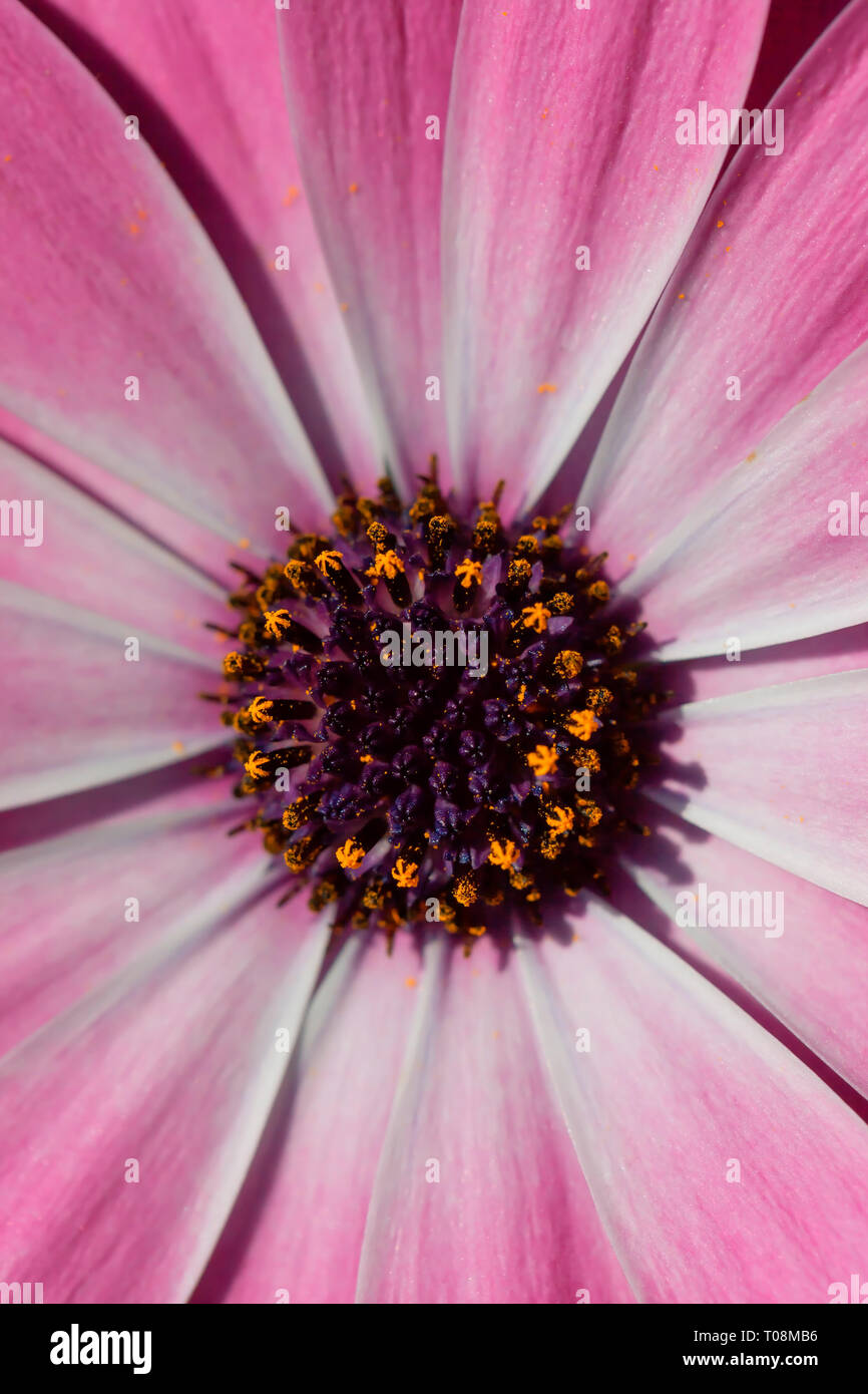 Detail einer Rosa dimorphotheca Blume. Stockfoto