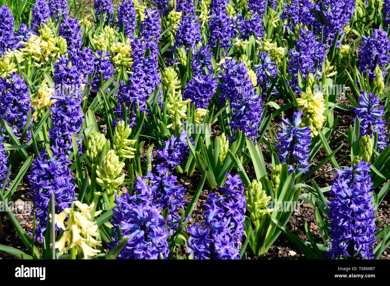 Hyacinthus orientalis blaue Jacke Hyazinthe blaue Jacke Blumen Stockfoto