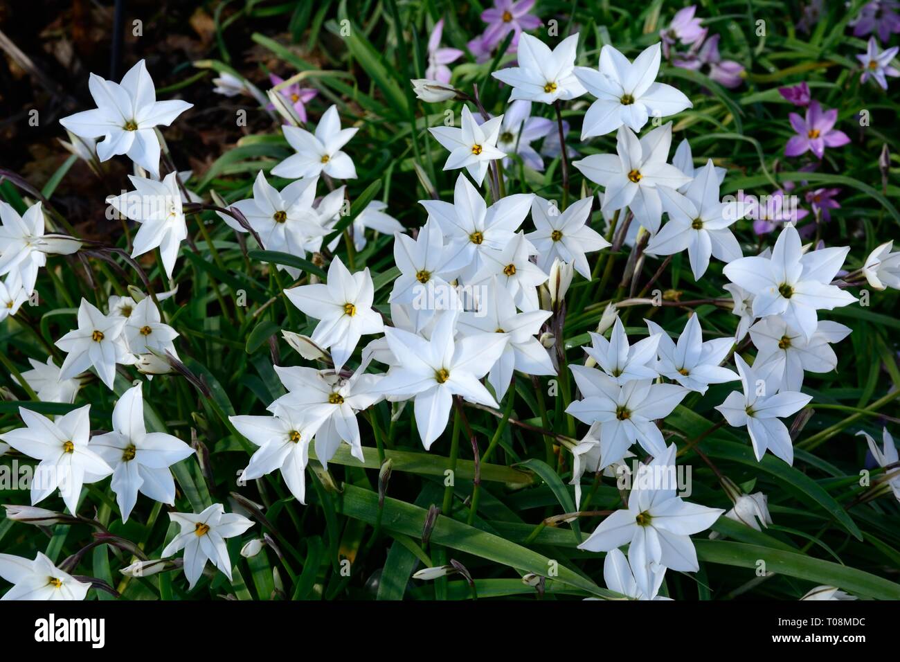 Ipheion Albert Castillo Blumen Stockfoto