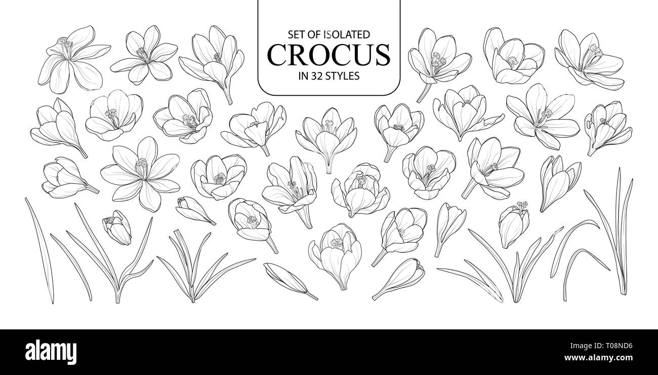 Eingestellt von isolierten Crocus in 32 Arten. Süße Hand gezeichnet Blume Vector Illustration in schwarzer Umriss und weißen Ebene auf weißem Hintergrund. Stock Vektor
