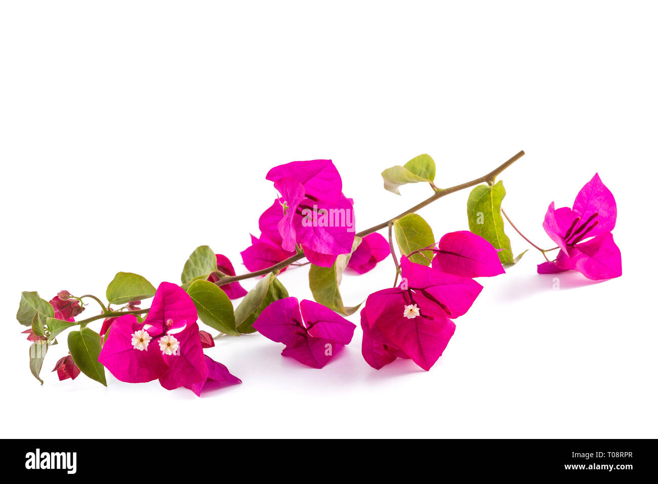 Bougainvillea Blumen auf weißem Hintergrund Stockfoto