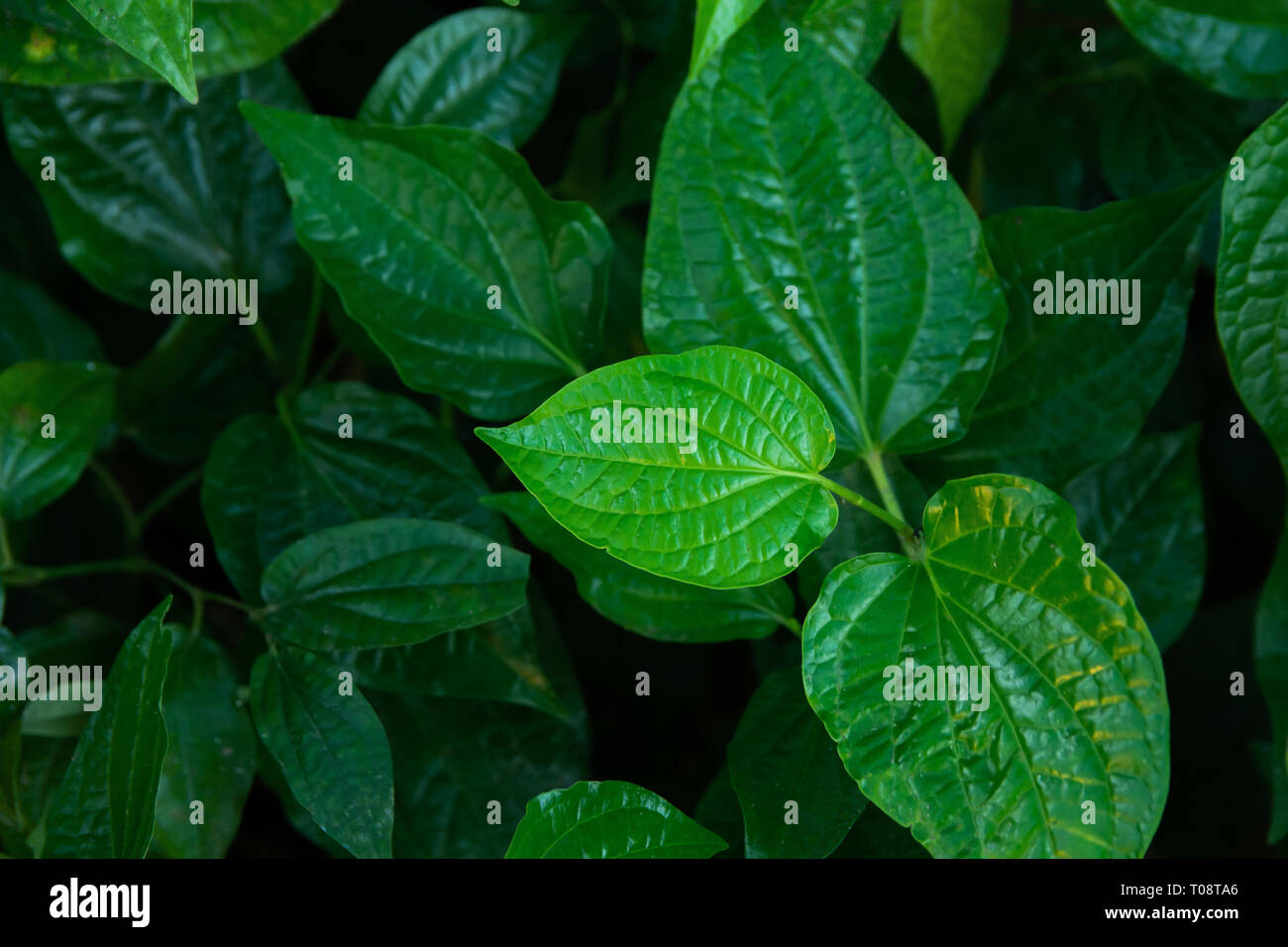 Wildbetal Leafbush (Piper sarmentosum Roxb) Blätter grün Hintergrund Stockfoto