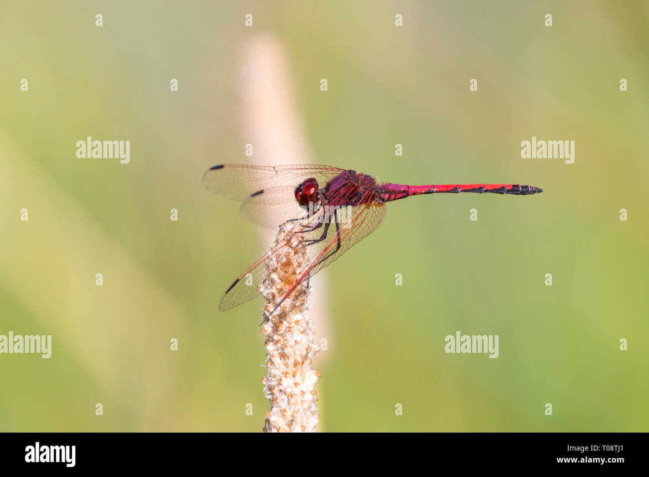 Stecker, rot geäderten Dropwing Dragonfly (Trithemis arteriosa) auf Zweig im Spätsommer gehockt, Western Cape, Südafrika Stockfoto