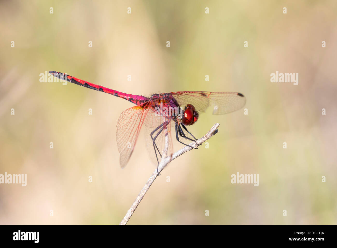 Stecker, rot geäderten Dropwing Dragonfly (Trithemis arteriosa) auf Zweig im Spätsommer gehockt, Western Cape, Südafrika Stockfoto
