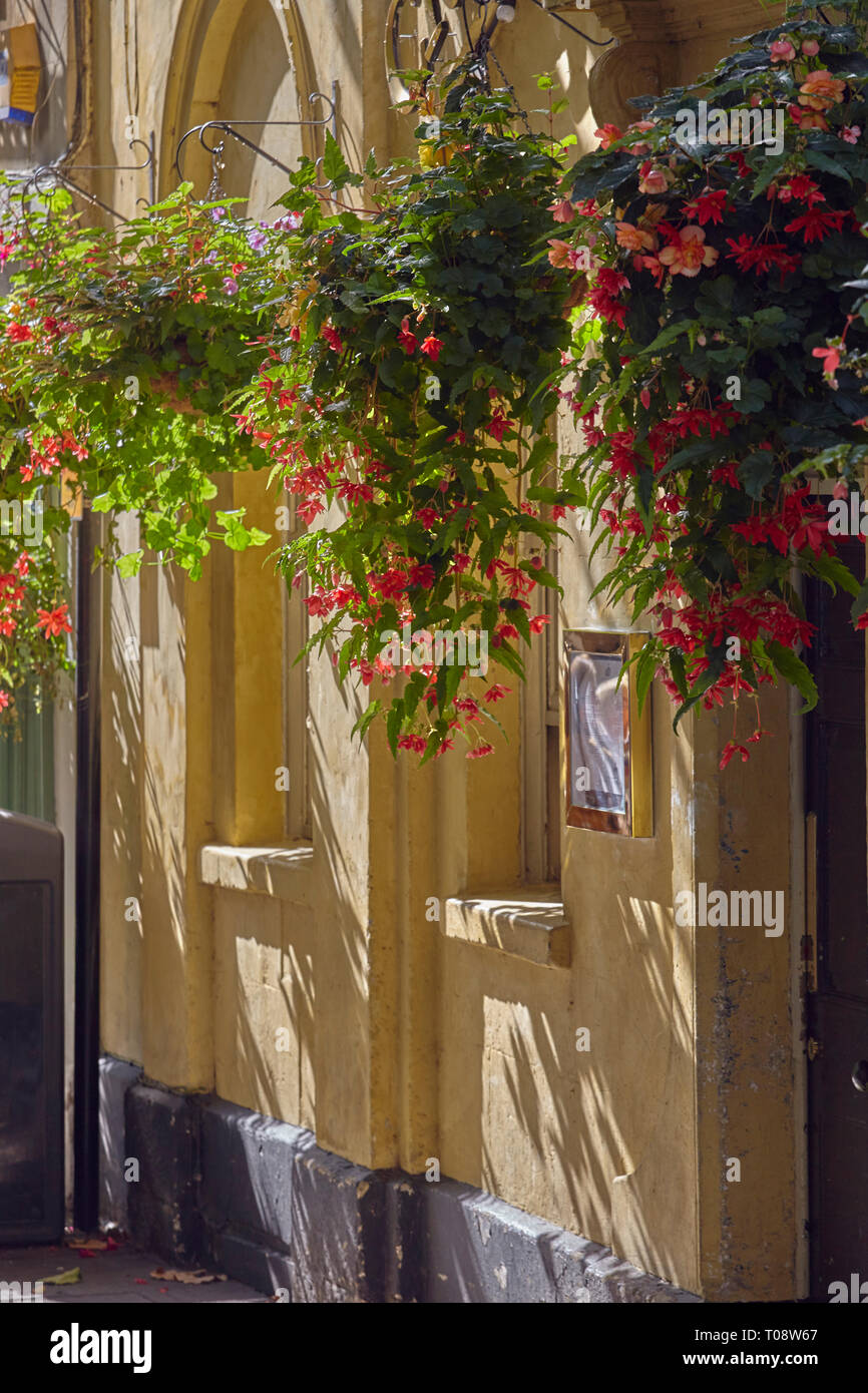 Eine Pflanze gesäumten Fassade in Bath, Somerset, Großbritannien. Stockfoto