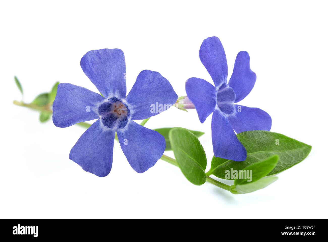 Periwinkle Zweig mit Blüten isoliert auf weißem Stockfoto