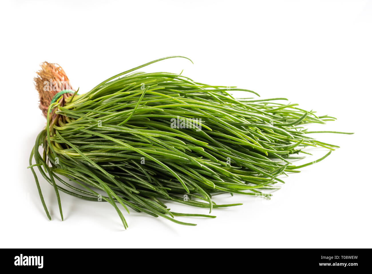 Salsola Soda (saltwort) auf weißem Hintergrund Stockfoto