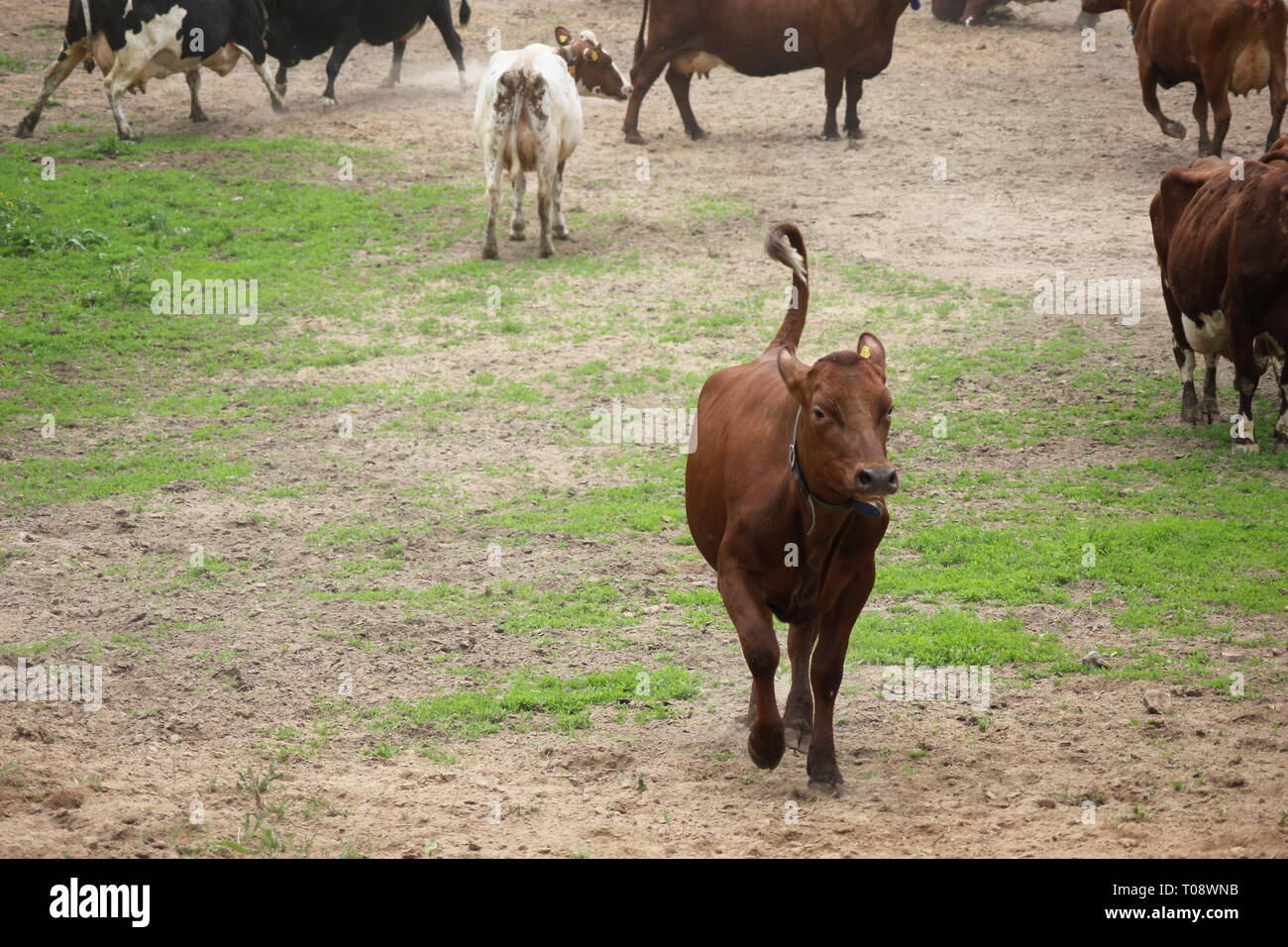 Ein junges Kalb auf uns Stockfoto