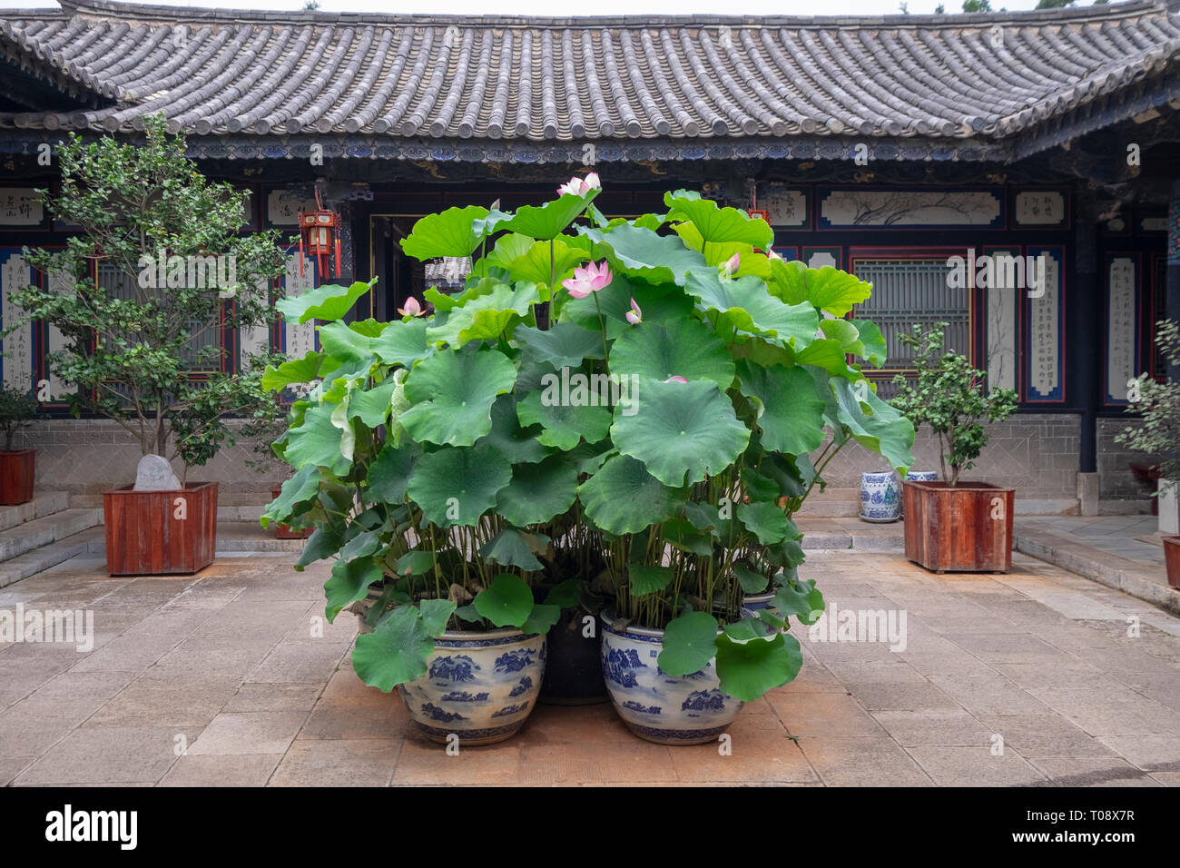 Blüte rosa die Heilige Lotusblume (Nelumbo nucifera) bei Zhu Familie Haus fotografiert, Jianshui Alte Stadt, Provinz Yunnan, China im September Stockfoto