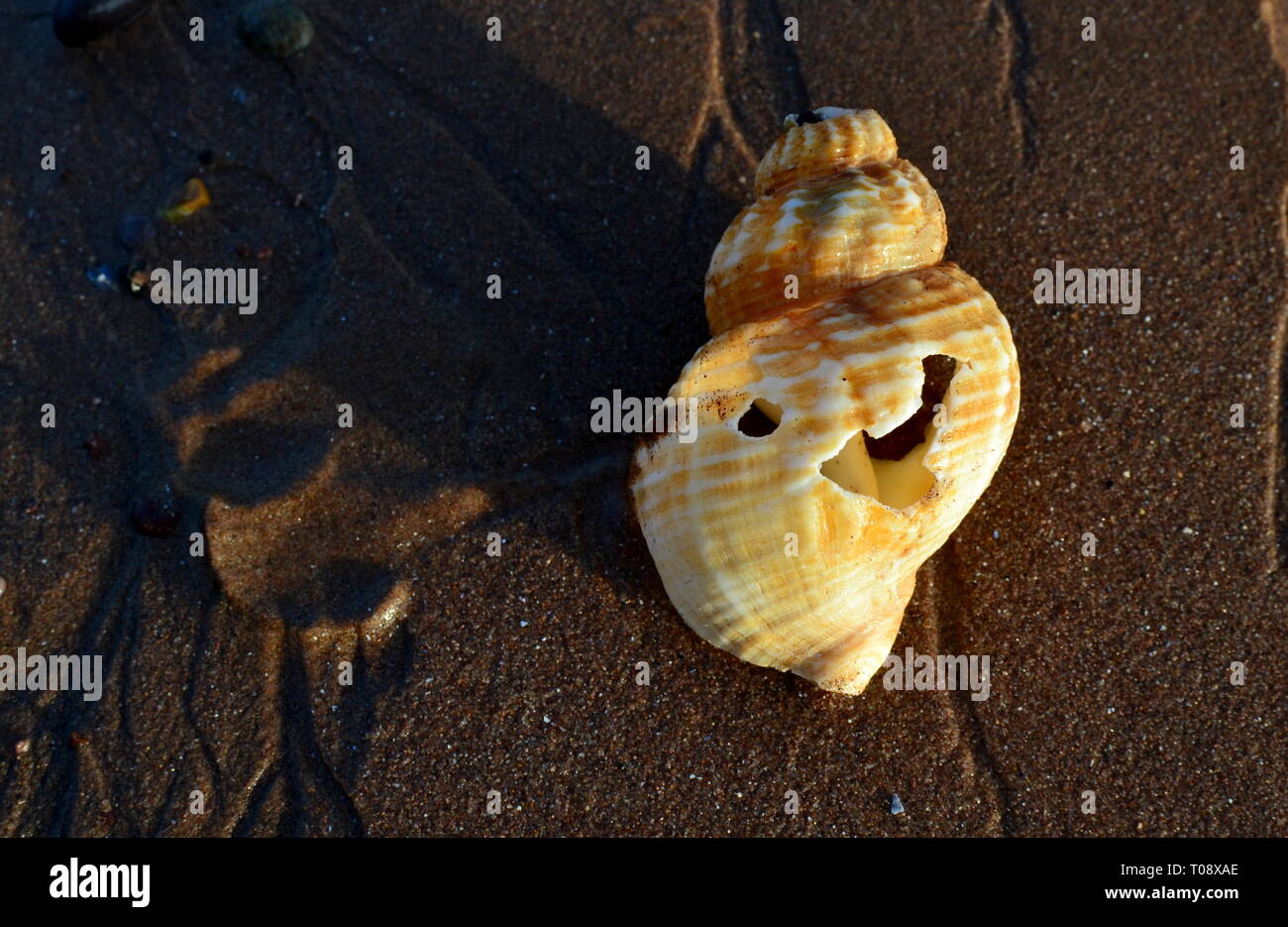 Muschel am Strand Stockfoto