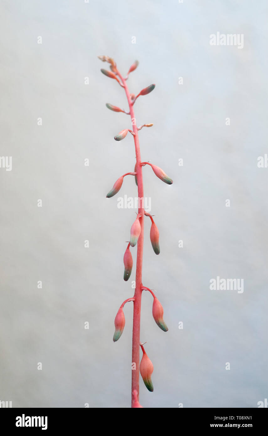 Vertikale blütentrieb einer Aloe sukkulenten Pflanzen Stockfoto
