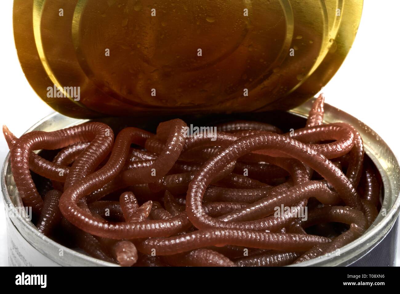 Nahaufnahme einer offenen Dose Würmer - die Dose ist offen und die schleimige Würmer, in den offenen Deckel des Reflektierten können ihren ersten Geschmack von Tageslicht erhalten. Stockfoto