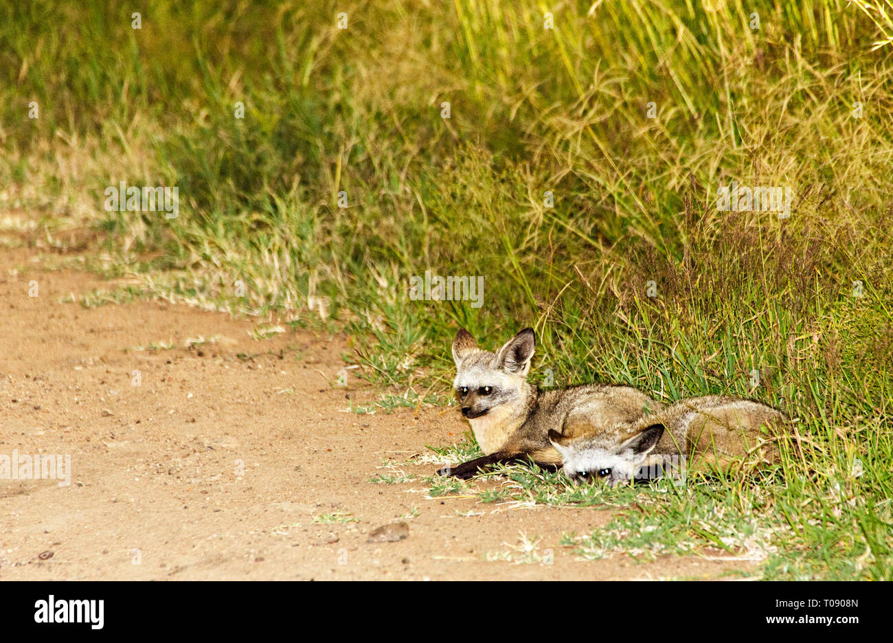 Schakale Ruhen Stockfoto
