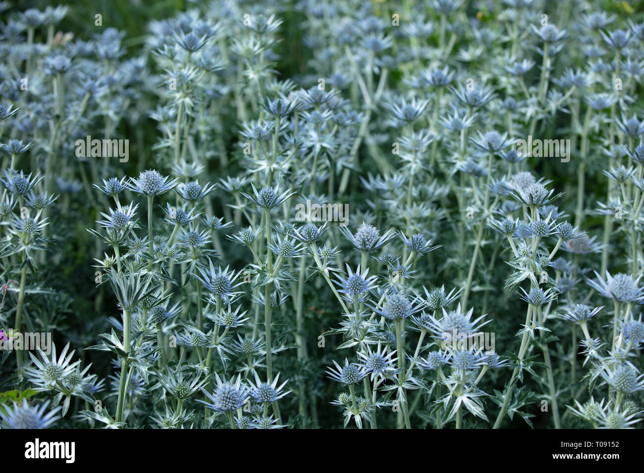 Eryngium bourgatii sind blau Sommer blühende Pflanzen mit runden stacheligen Blumen für Blumenrabatten in jedem Garten, kleine Gärten oder Groß. Stockfoto