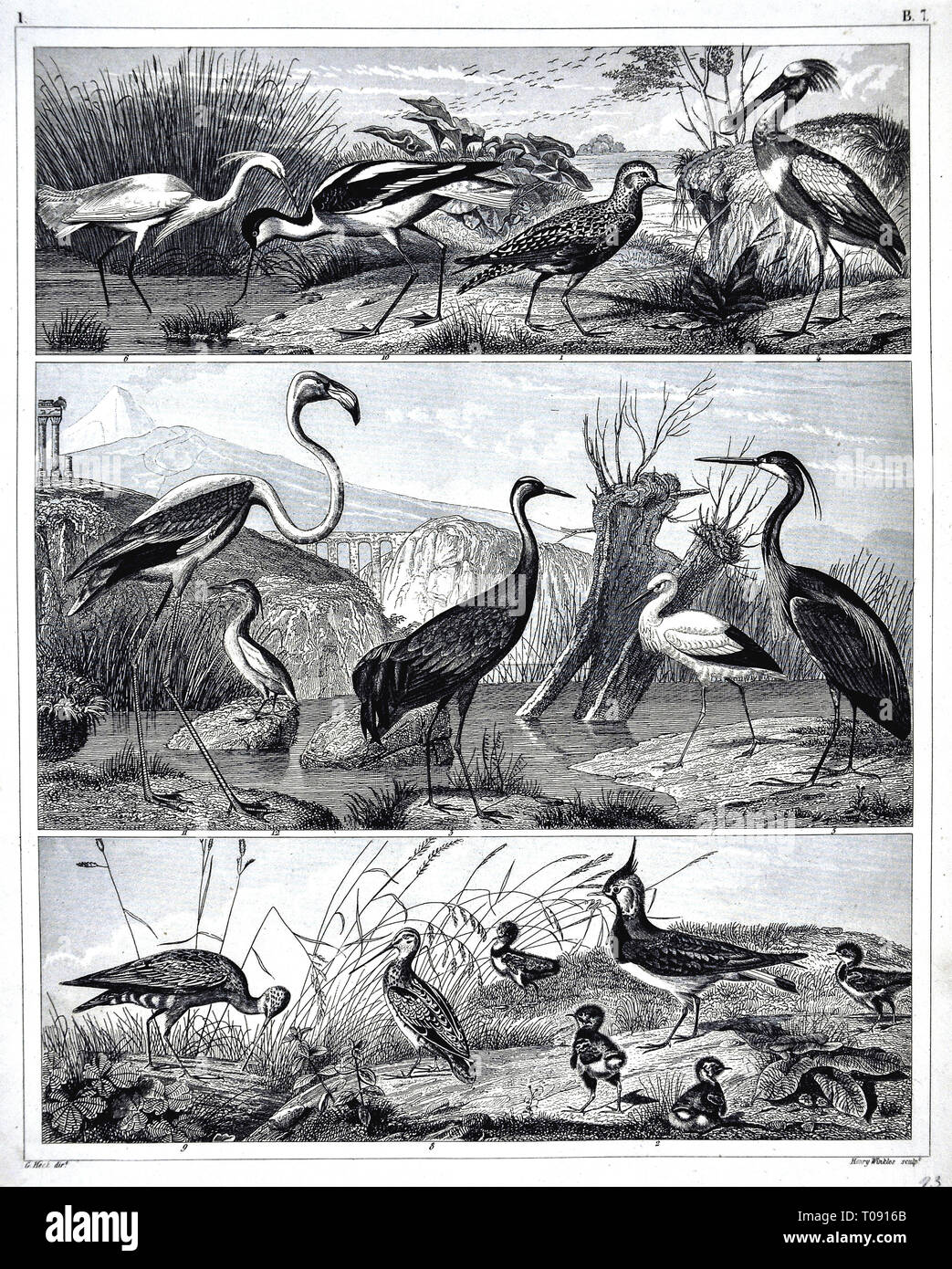 1849 Bilder Zoologische Drucken verschiedener Vogelarten Stockfoto