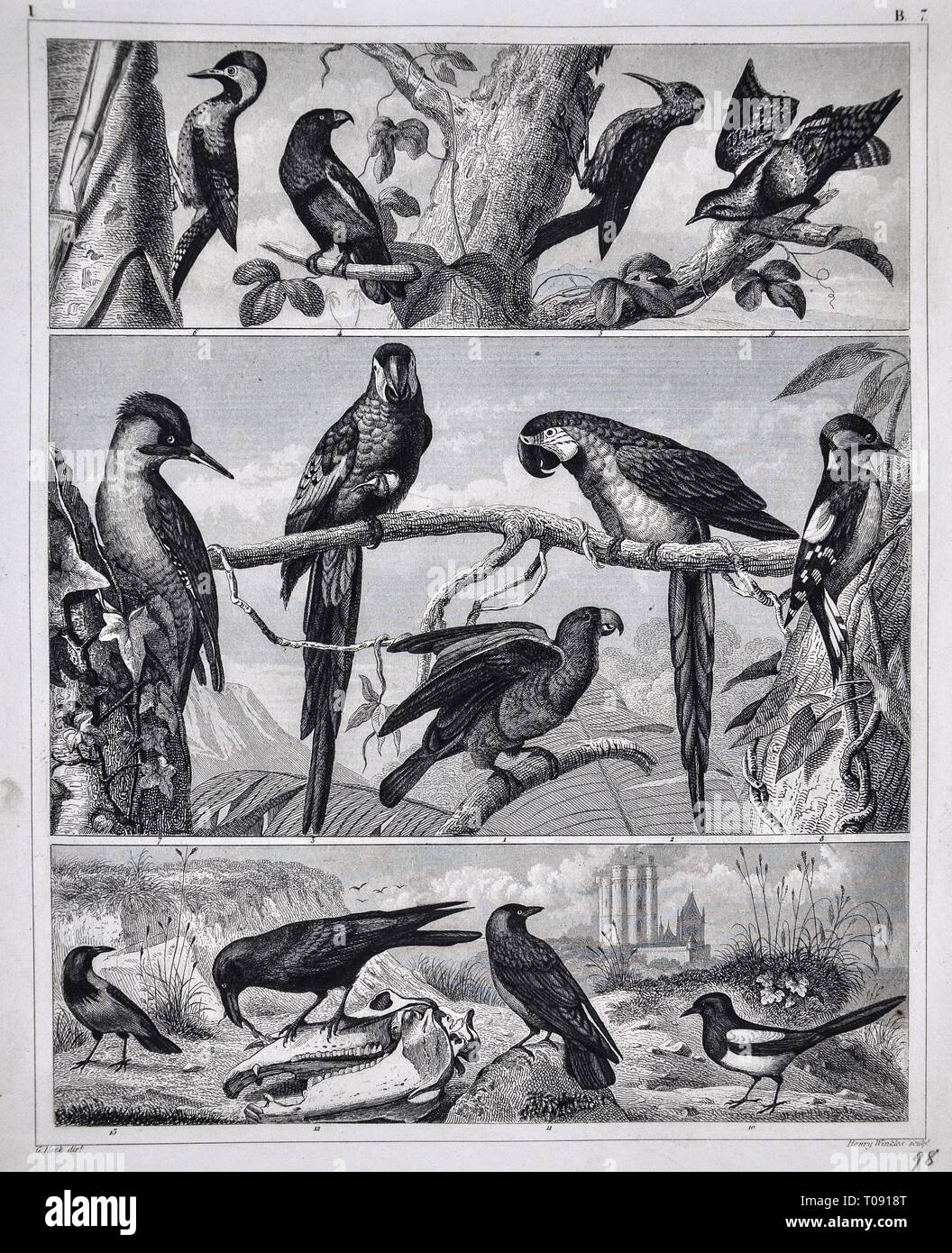 1849 Bilder Zoologische Drucken verschiedener Vogelarten Stockfoto