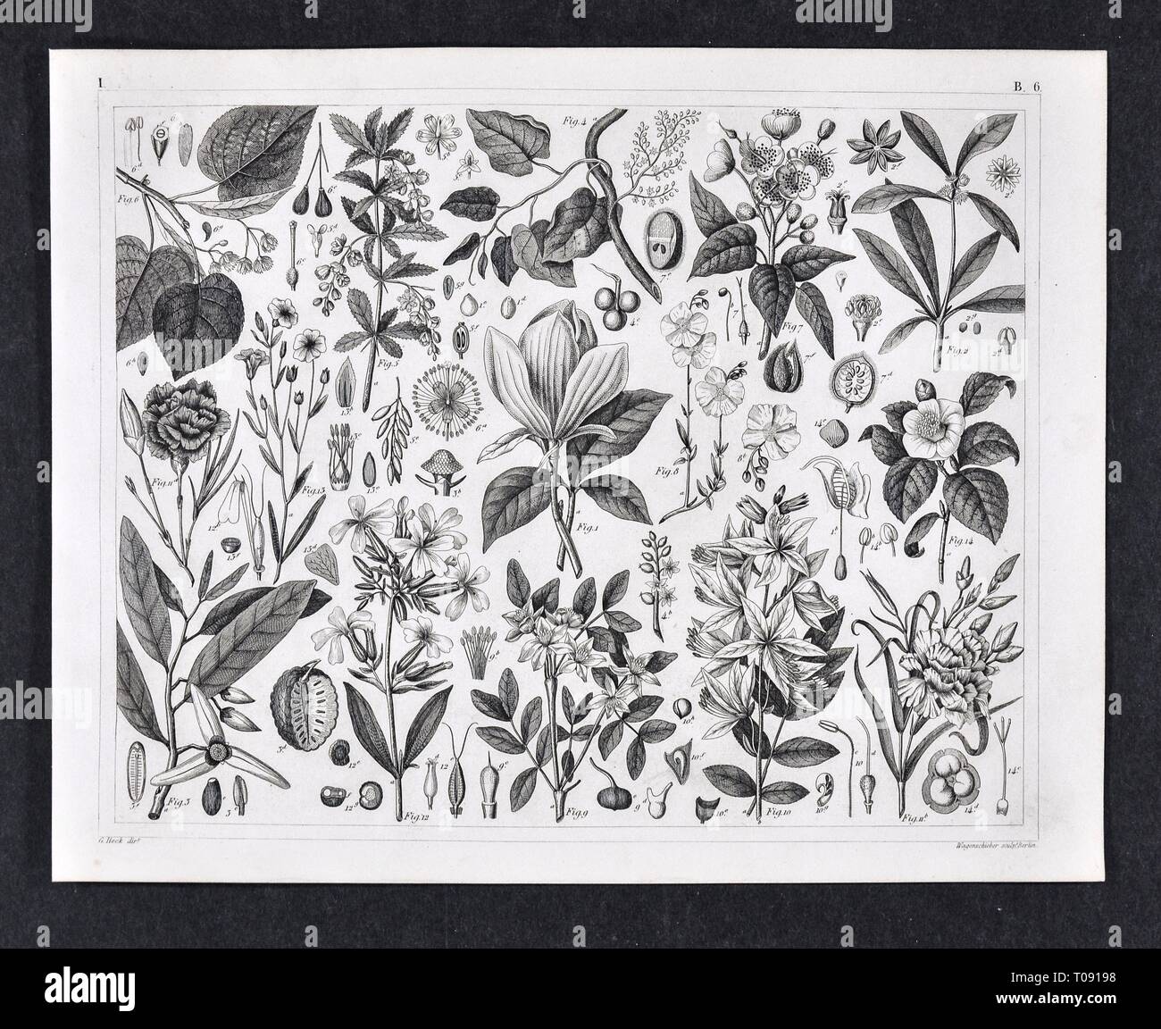 1849 Bilder botanischen Drucken verschiedener Pflanzenarten Stockfoto