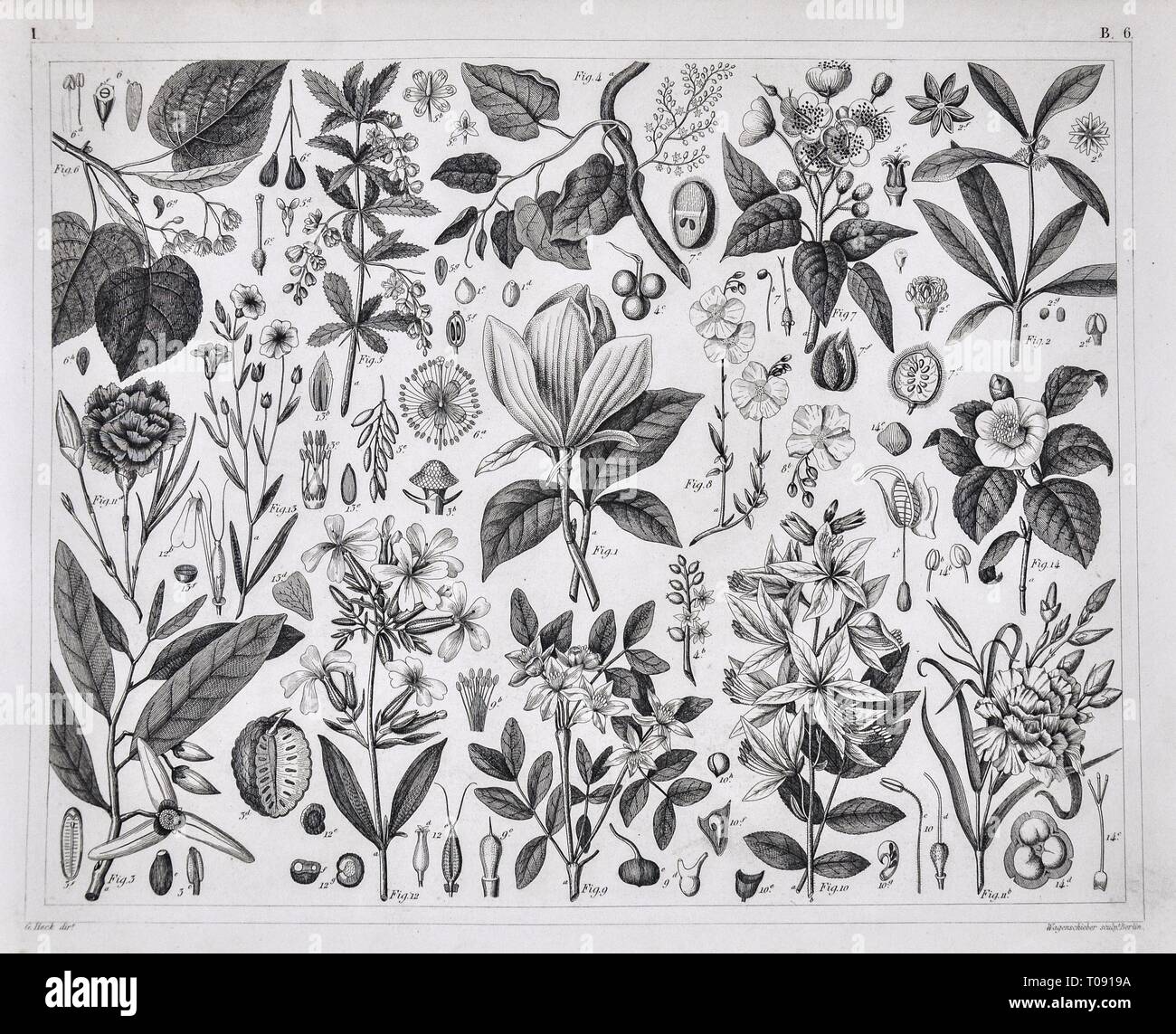 1849 Bilder botanischen Drucken verschiedener Pflanzenarten Stockfoto