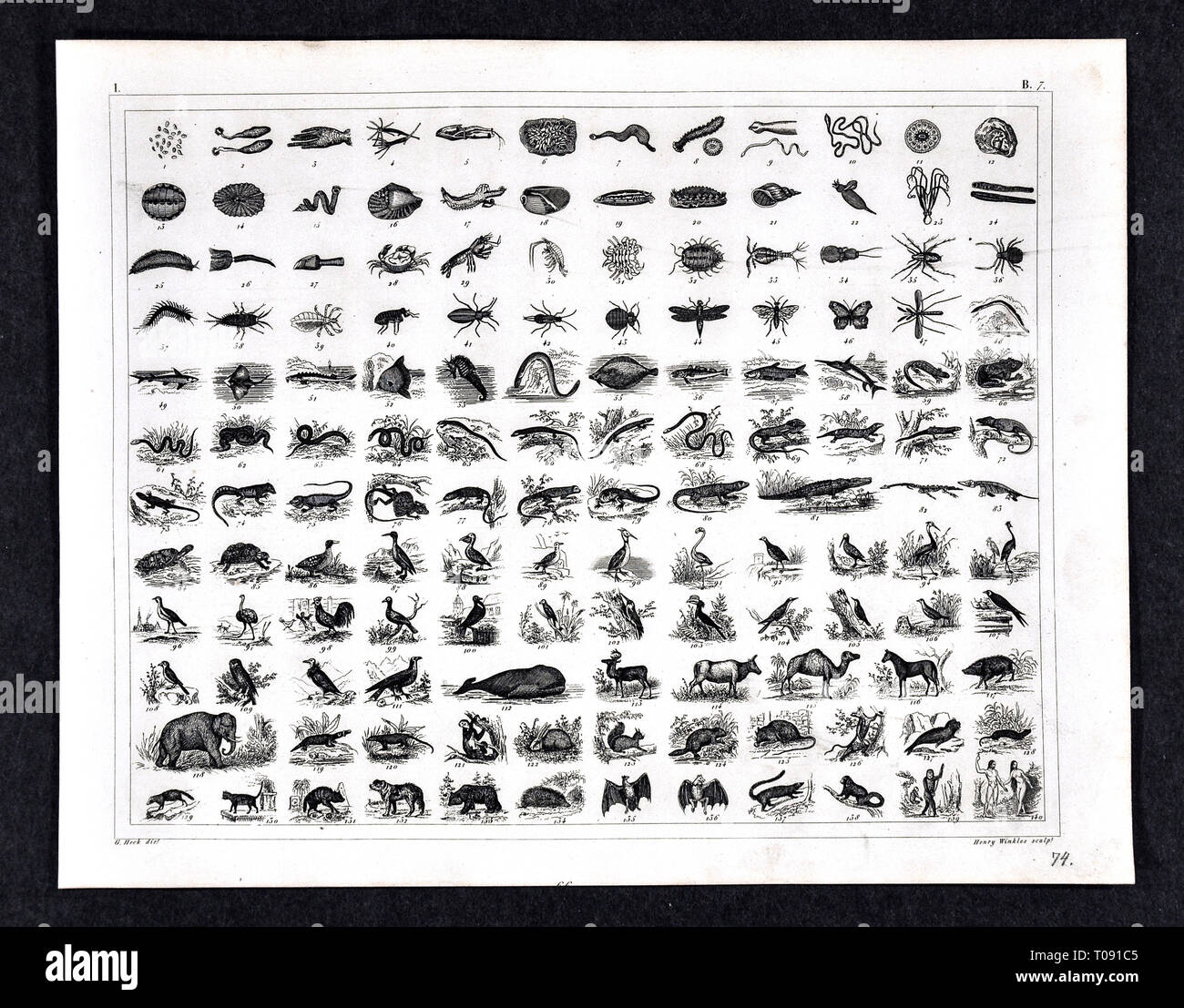 1849 Bilder Atlas Drucken Animal Kingdom Arten Chart Evolution Stockfoto