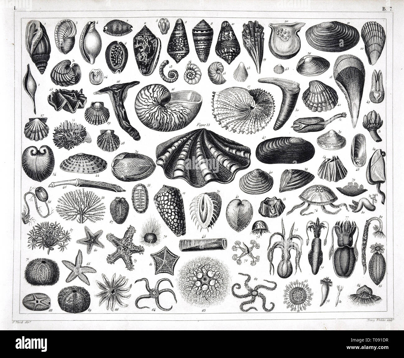 1849 Bilder Atlas Drucken Stockfoto