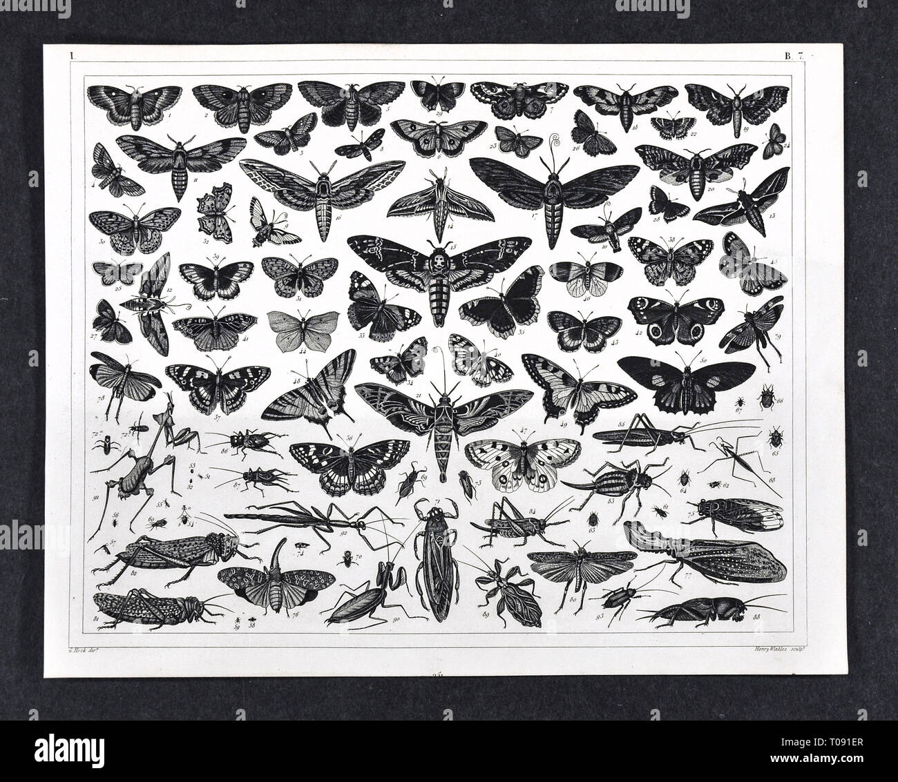 1849 Bilder Zoologische Drucken verschiedener Insekten einschließlich Motten, Schmetterling, Grashüpfer, Gottesanbeterinnen, Grillen, Stöcke und andere Stockfoto