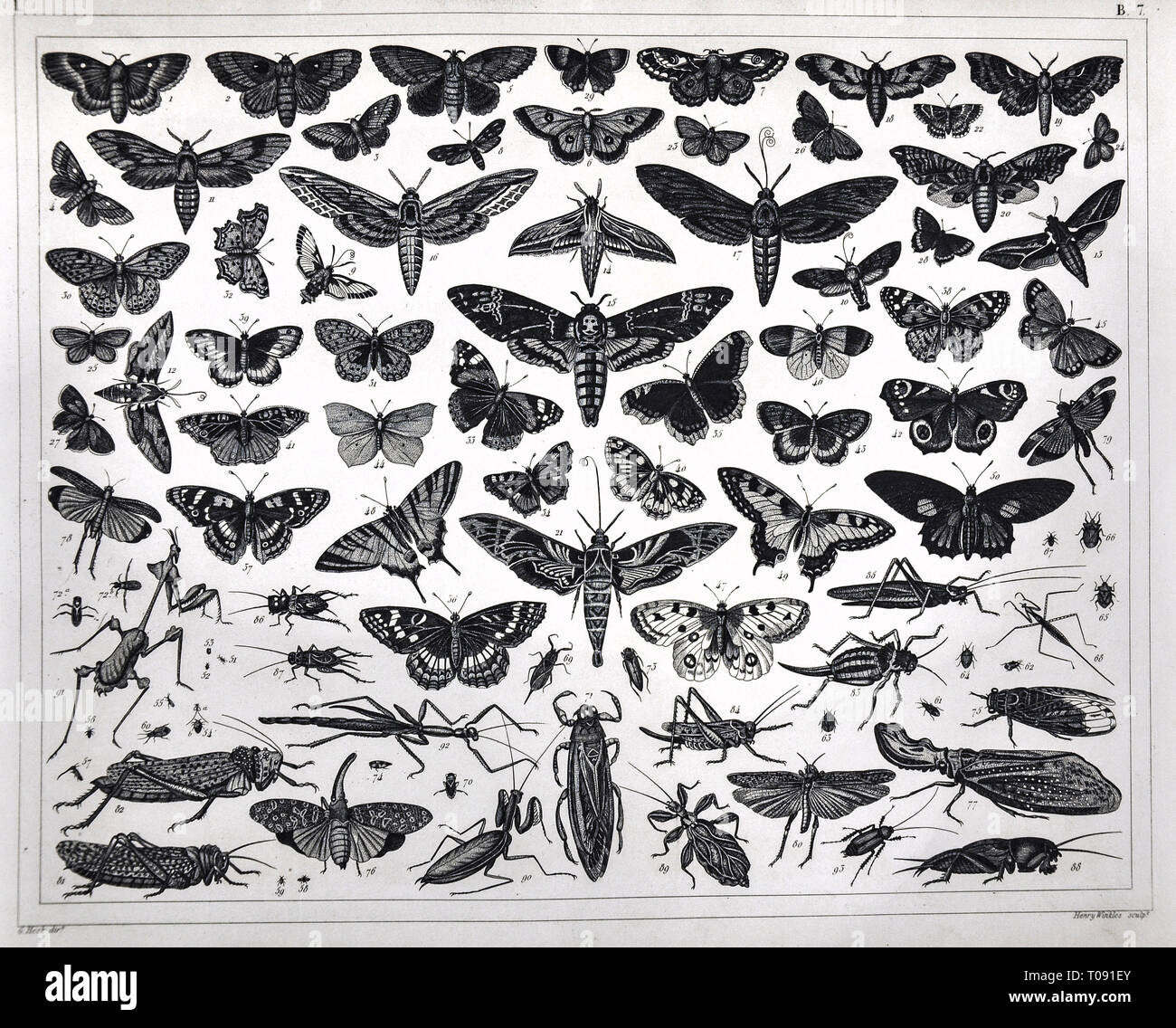 1849 Bilder Zoologische Drucken verschiedener Insekten einschließlich Motten, Schmetterling, Grashüpfer, Gottesanbeterinnen, Grillen, Stöcke und andere Stockfoto