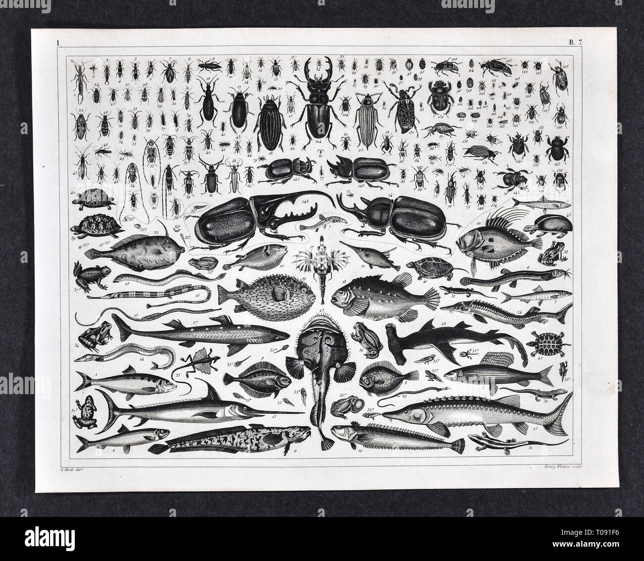 1849 Bilder Atlas Drucken mit verschiedenen zoologischen Arten von Insekten, Schildkröten, Frösche und Fische Stockfoto