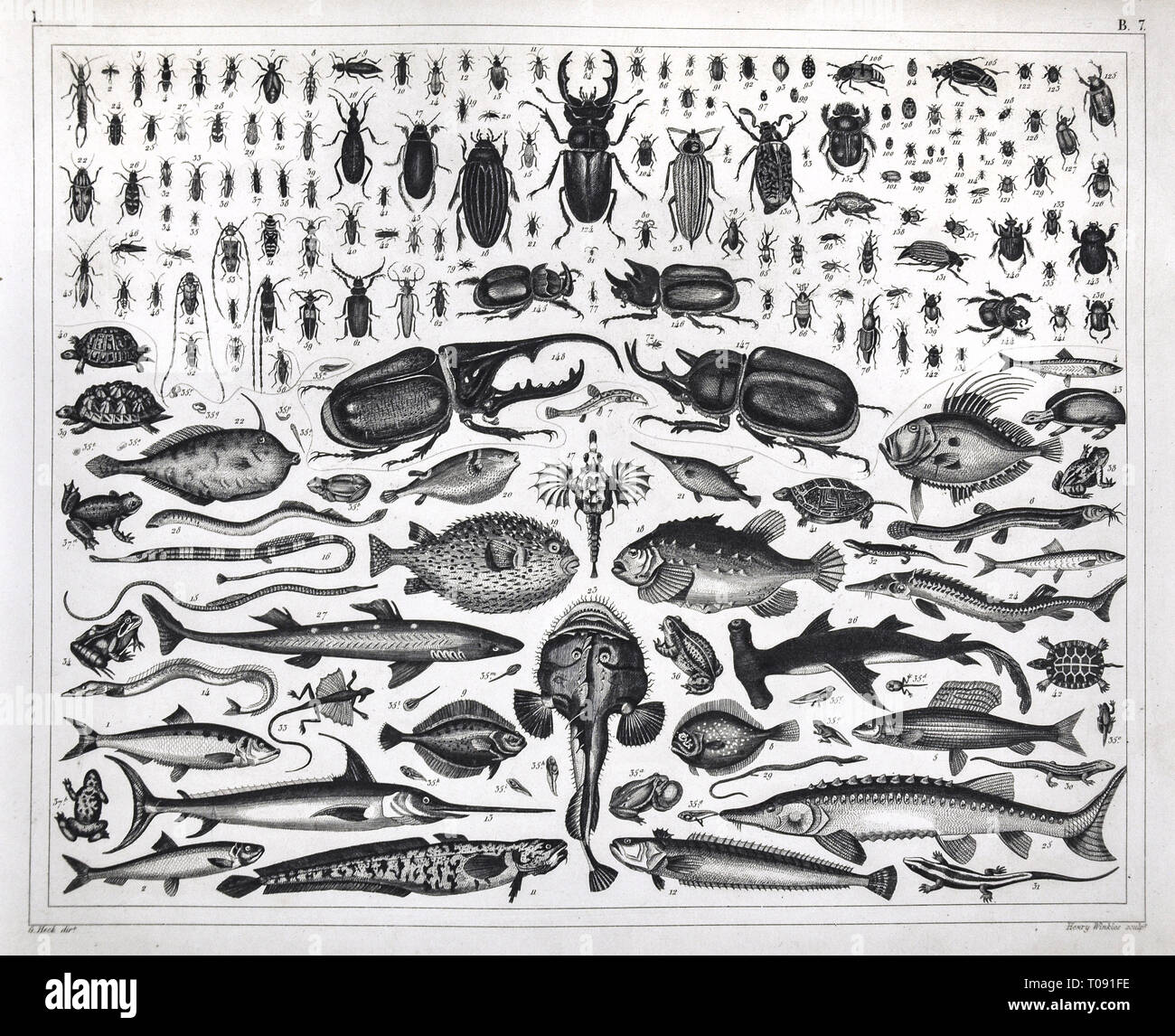 1849 Bilder Atlas Drucken mit verschiedenen zoologischen Arten von Insekten, Schildkröten, Frösche und Fische Stockfoto