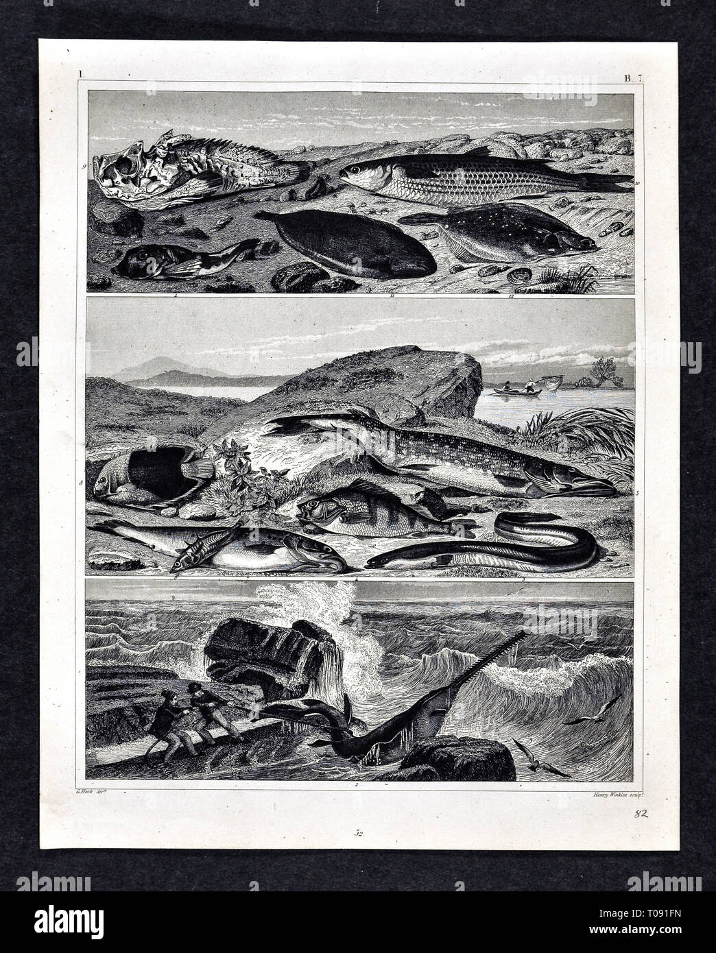 1849 Bilder Zoologische Drucken verschiedener Fischarten Stockfoto