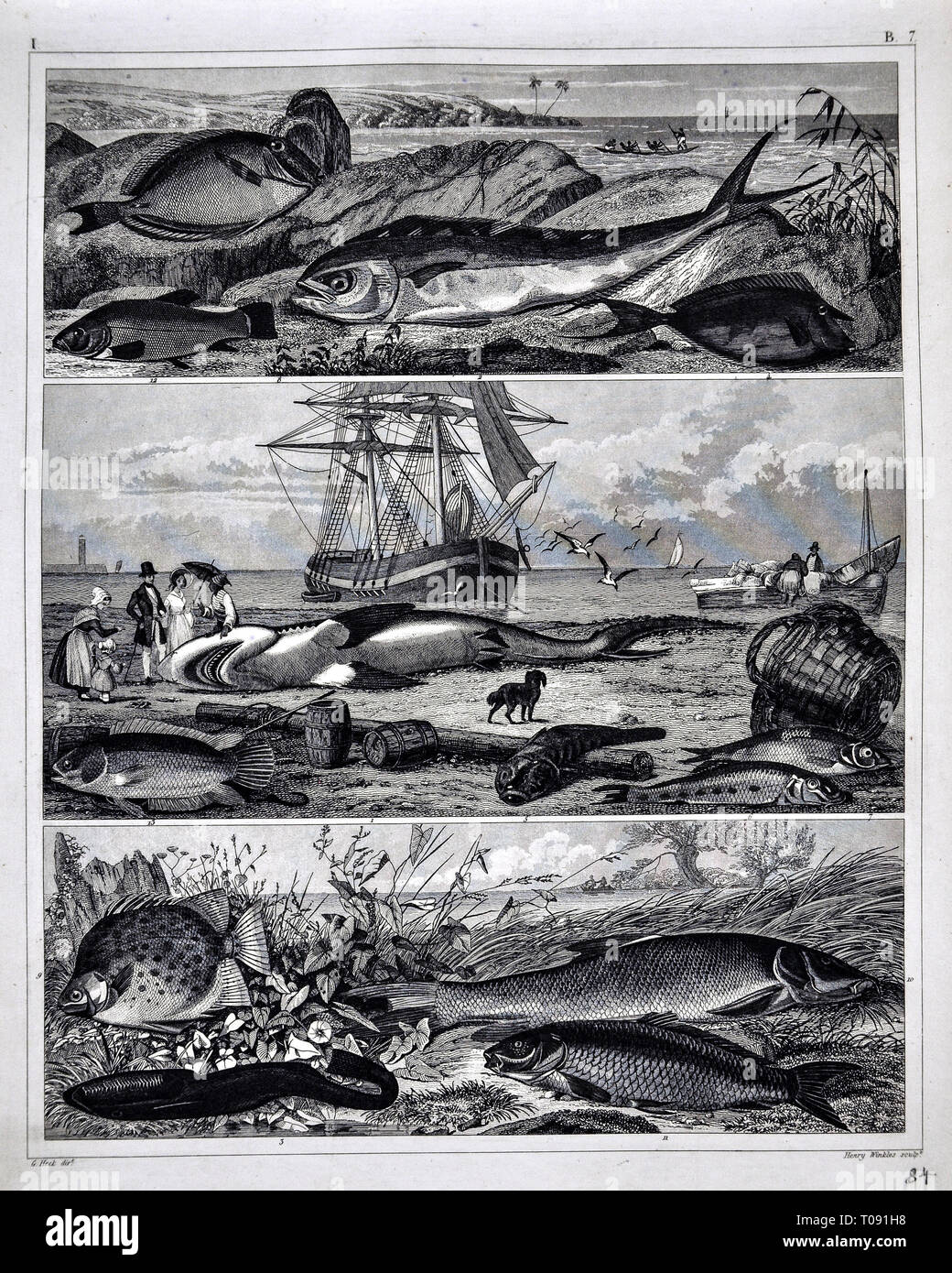 1849 Bilder Zoologische Drucken verschiedener Fischarten Stockfoto