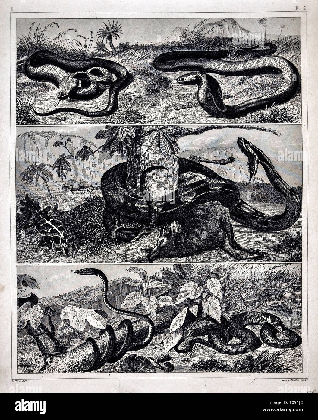 1849 Bilder Reptile Drucken verschiedener Schlangen einschließlich Cobras und Boa Constrictor Stockfoto