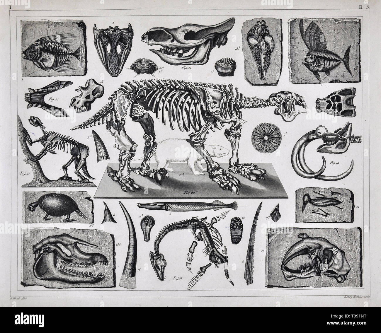 1849 Bilder Atlas Drucken - Prähistorische Fossilien und Skelette aus dem Pleistozän und Holoscene Zeitraum einschließlich der Megatherium, Glyptodon, Mammut und andere. Stockfoto