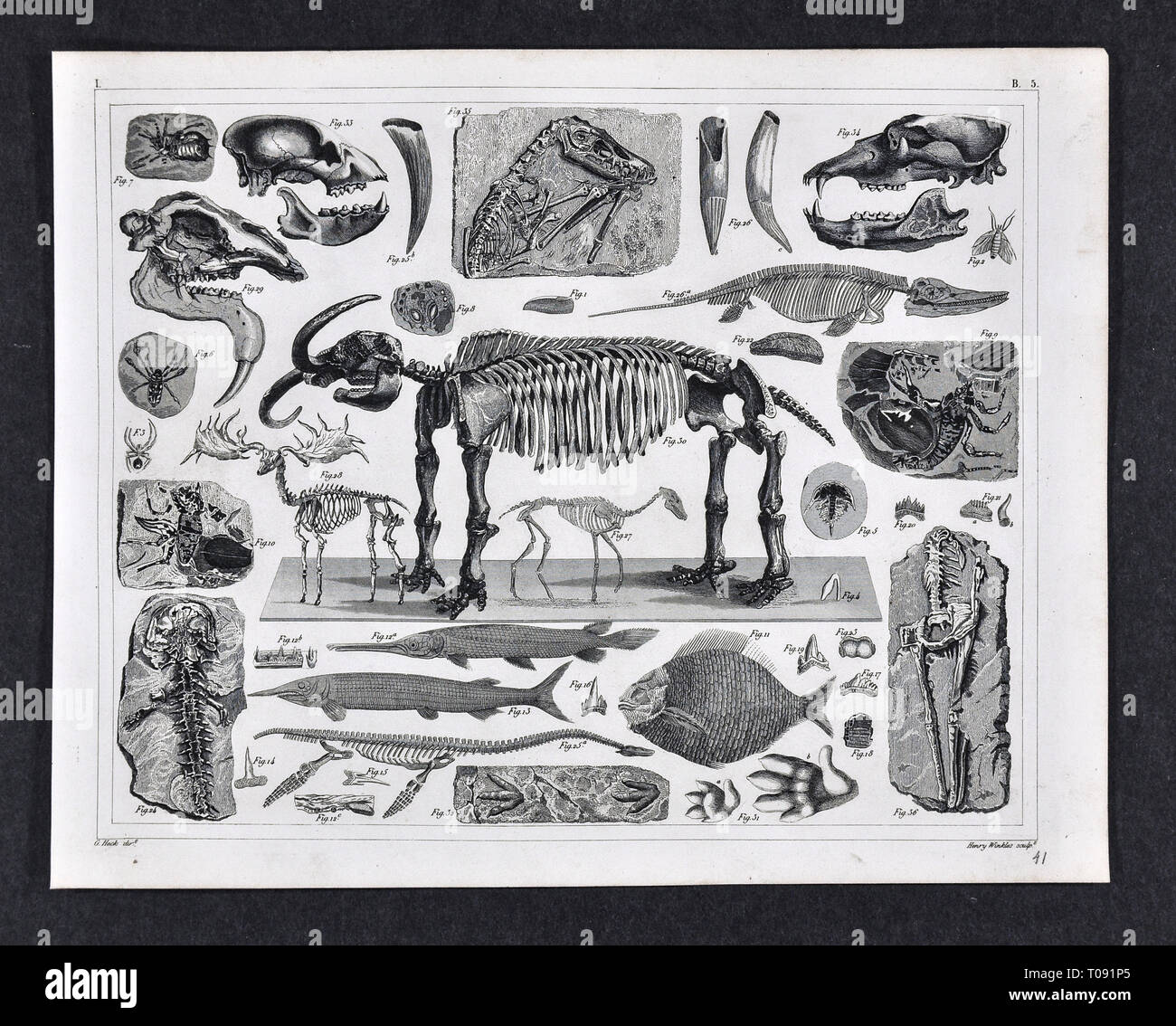 1849 Bilder Atlas Drucken - Prähistorische Fossilien aus der Erdneuzeit Pleistocene Periode einschließlich Mastodon, Saber Tooth Tiger, Spinnentiere, Fisch und andere ausgestorbene Arten Stockfoto
