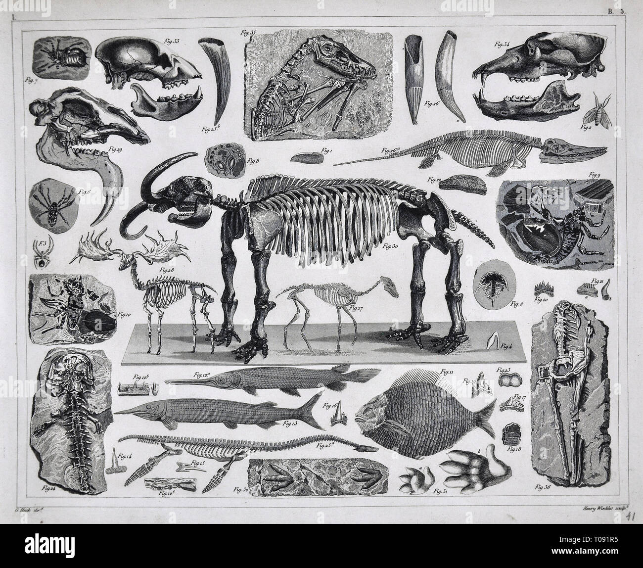 1849 Bilder Atlas Drucken - Prähistorische Fossilien aus der Erdneuzeit Pleistocene Periode einschließlich Mastodon, Saber Tooth Tiger, Spinnentiere, Fisch und andere ausgestorbene Arten Stockfoto