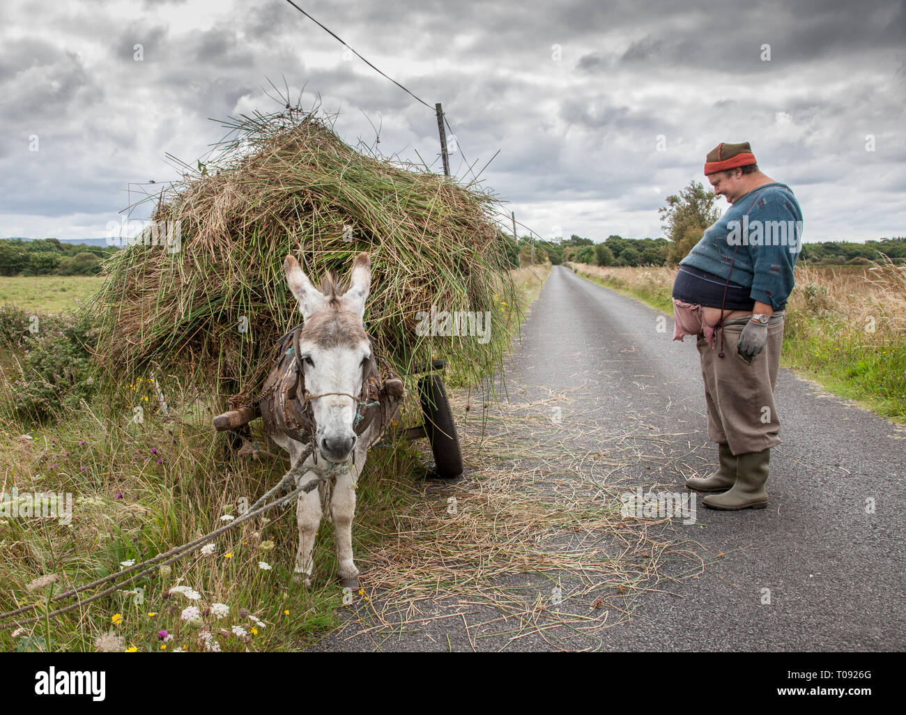 Enniscrone, Sligo, Irland. August 13, 2009. Ein Bauer bringt home Schilf mit diesem Esel und Warenkorb in Enniscrone, Co Sligo Irland Stockfoto