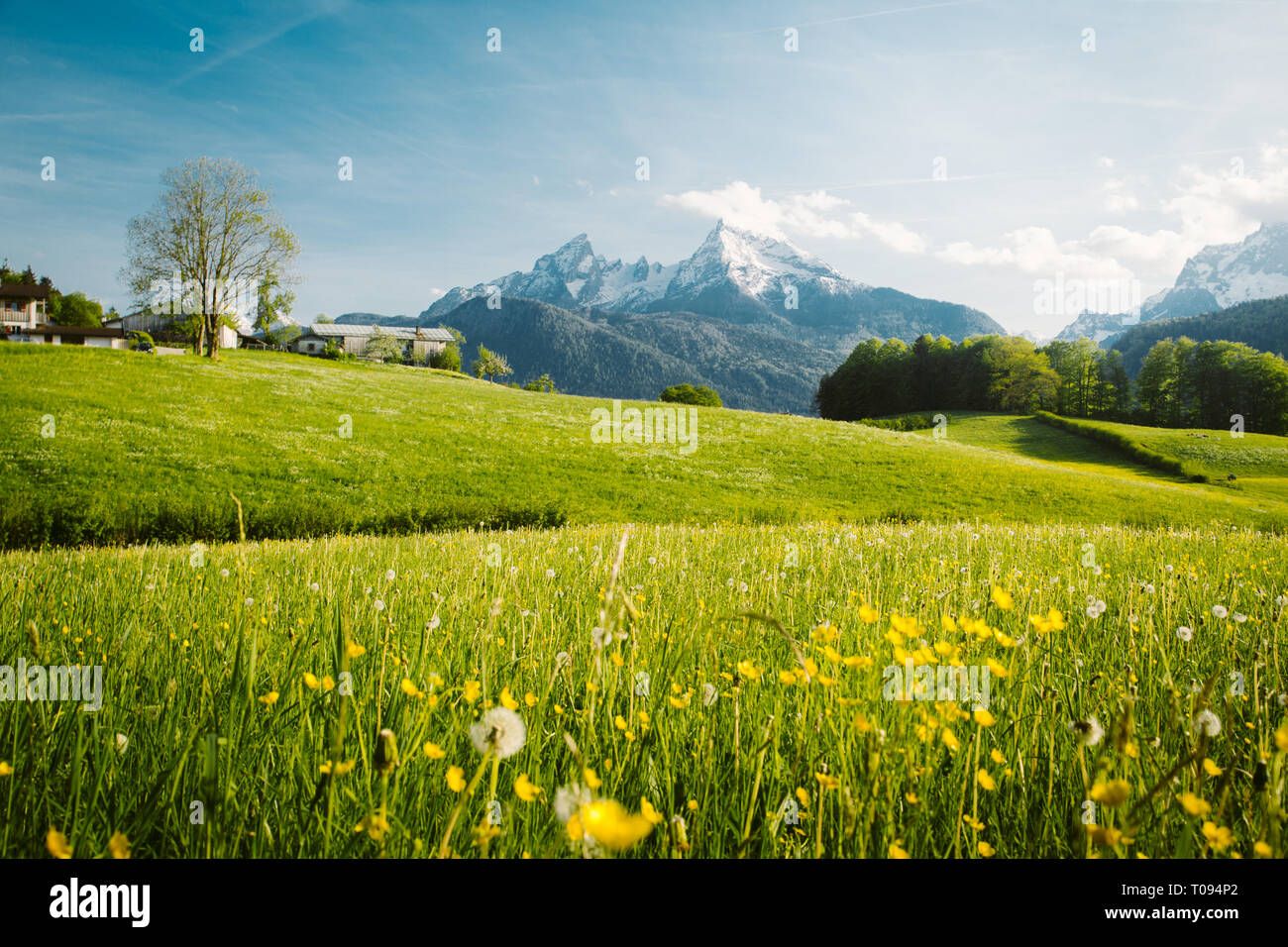 Schöne Aussicht auf die idyllische Bergkulisse der Alpen mit blühenden Wiesen und schneebedeckten Berggipfel an einem schönen sonnigen Tag mit blauem Himmel im Frühjahr Stockfoto