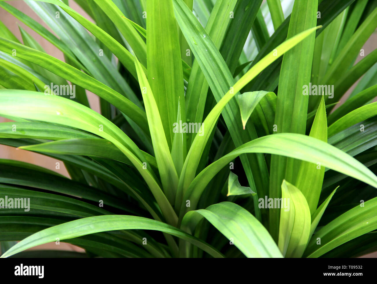 Pandan-Blatt Stockfoto