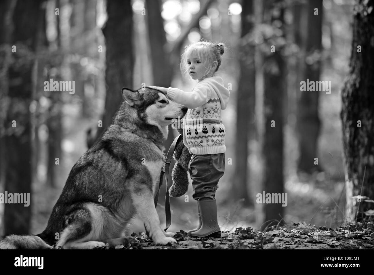 Kind Spiel mit Husky und Teddybär auf frische Luft im Freien. Red Riding Hood mit Wolf im Märchen Wald. Aktivitäten und aktive Erholung. Kindheit, Spiel Stockfoto