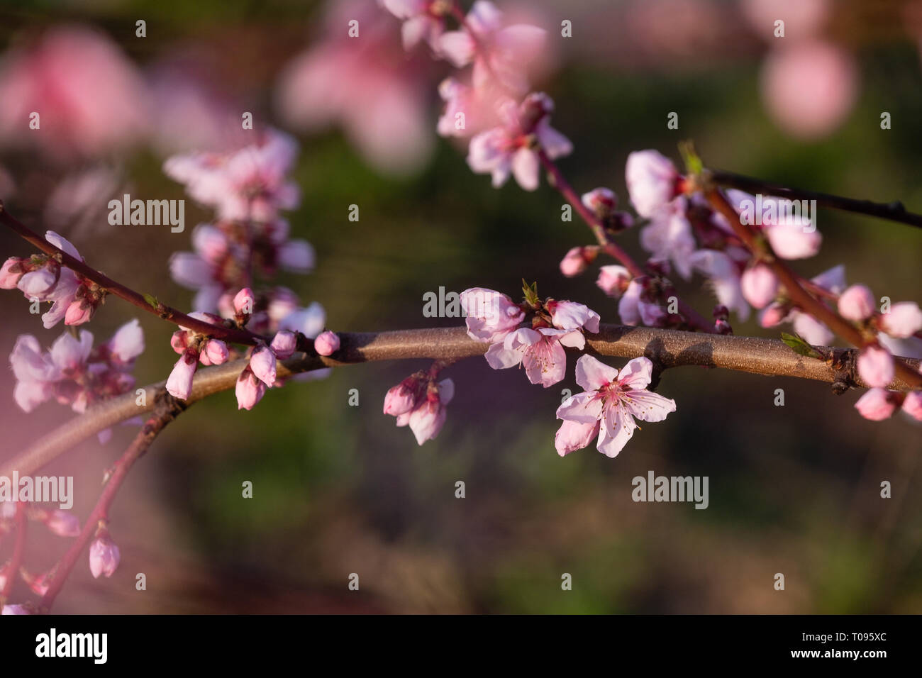 Pfirsichfarbene Blüten im Frühling Stockfoto