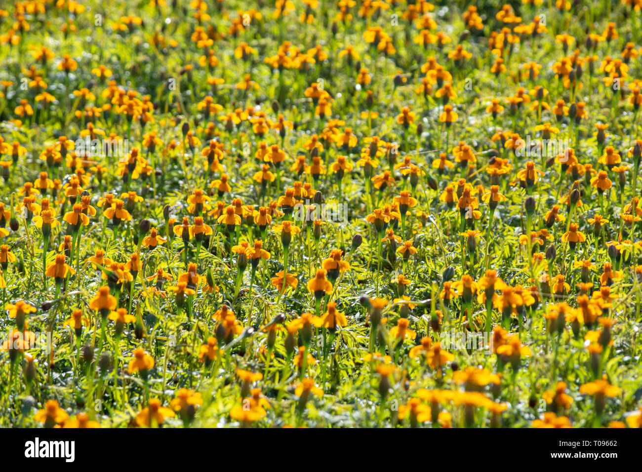 Floral background mit hellen orange tagetes Blumen close up Stockfoto